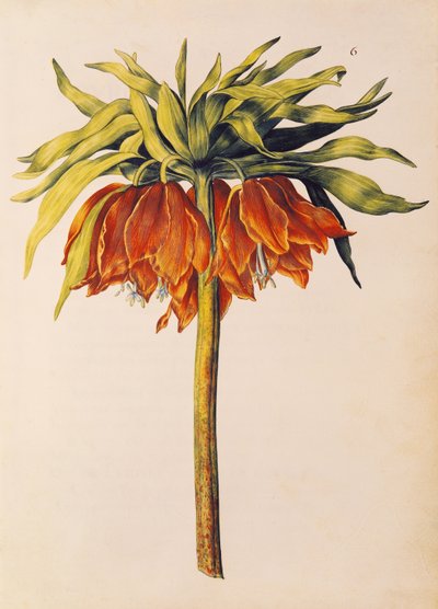 Kaiserkrone oder Fritillarie, aus 